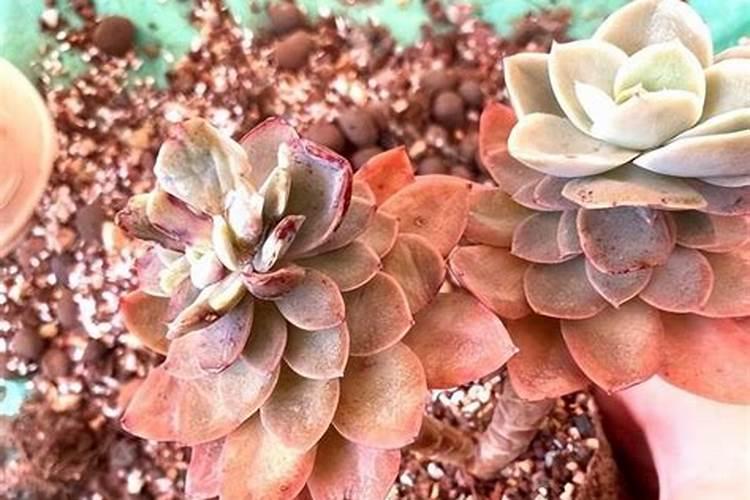 控释肥多肉怎样用