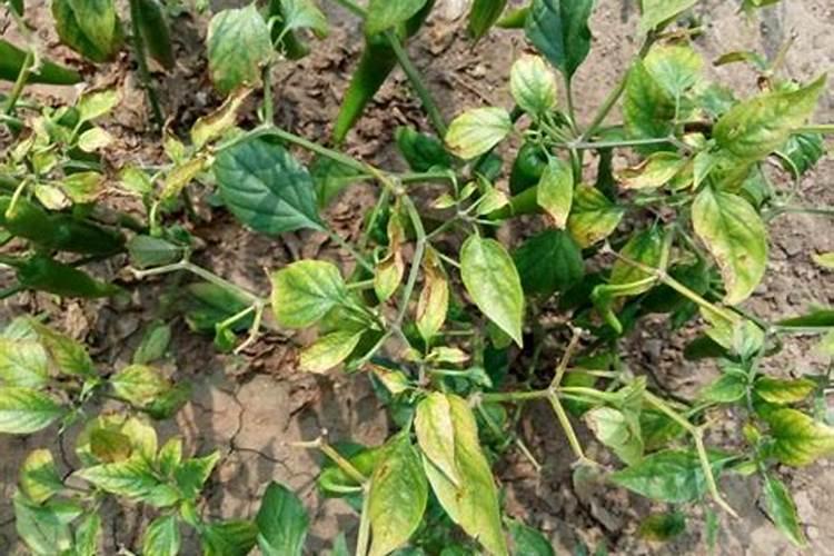 叶片发黄应该施什么肥