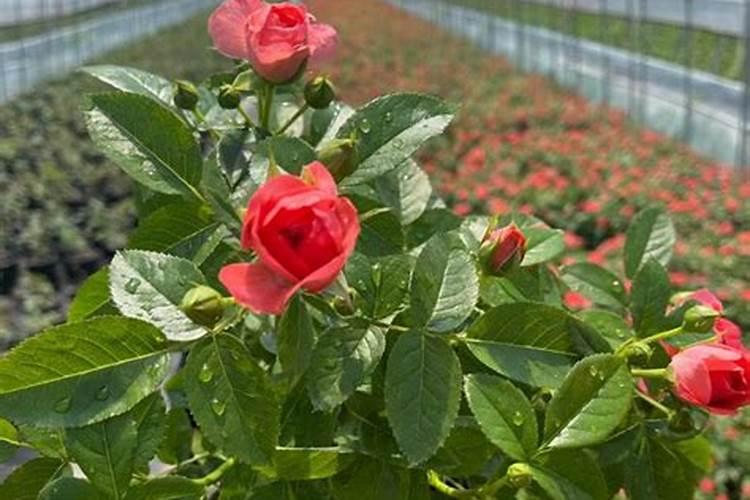 各位讲一讲月季花牙签苗如何护理？哪位能够说说看？