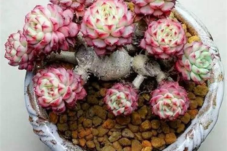 多肉要上什么肥料