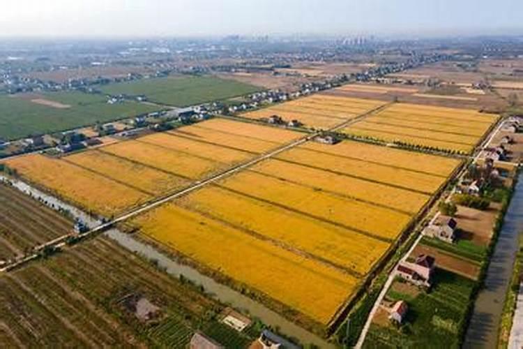 香瓜怎么种植方法如下