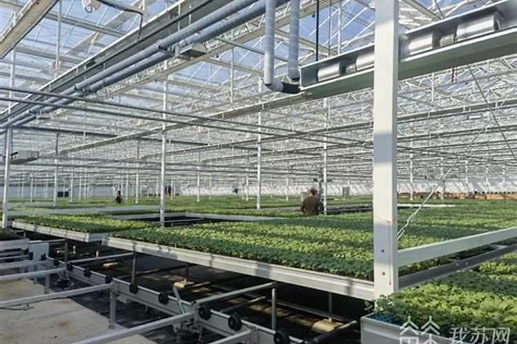 赤小豆种植时间和方法