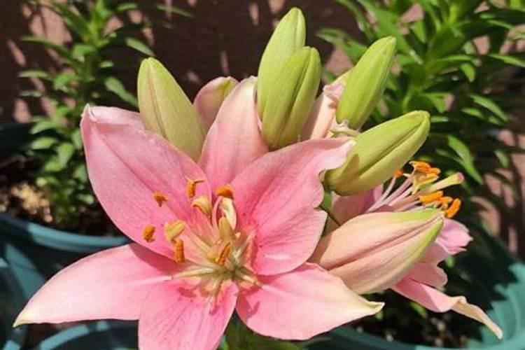 室外木槿树用什么肥料好