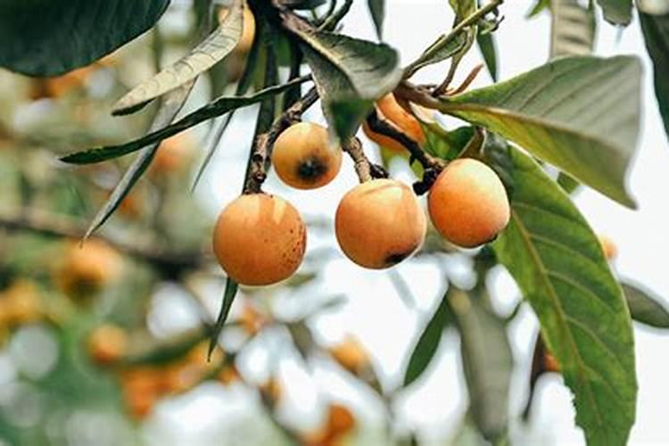 成年枇杷树怎样修剪