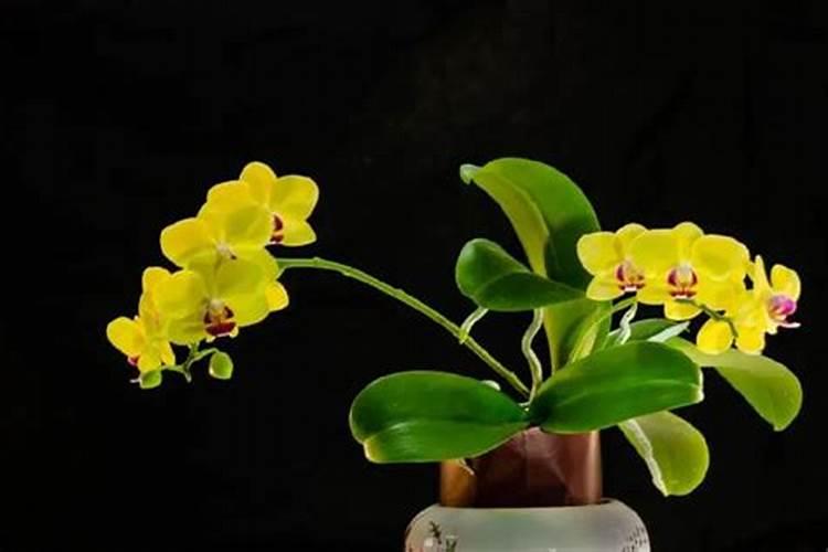 蝴蝶梅需要什么肥？不开花就长叶子怎么回事？