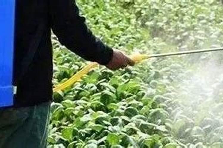 秋季养月季花禁用4种肥料这是夺命肥