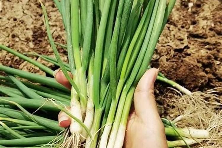 四季小香葱的种植方法