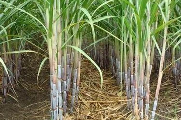 微生物菌剂叶面肥用在甘蔗上可以吗