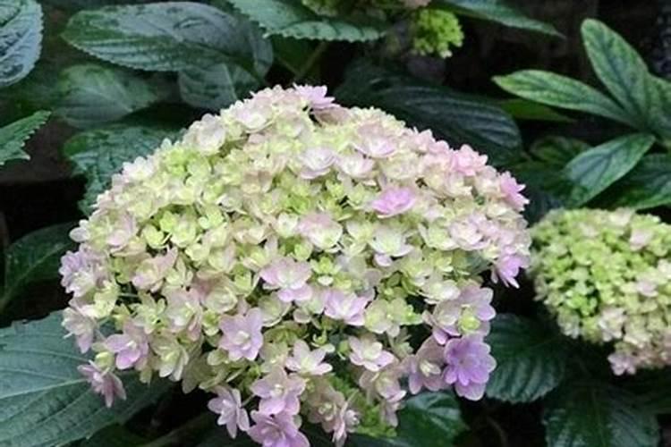 盆栽绣球花、月季、桂花怎么养？