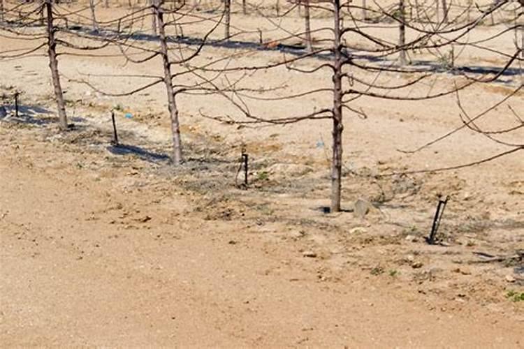 果树用水溶肥好还是复合肥好