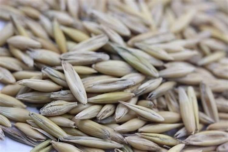 燕麦打矮壮素最佳时间 施肥注意事项有哪些