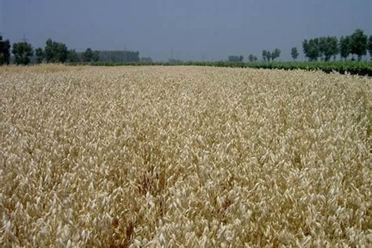 燕麦草多长,饲喂最好呢？