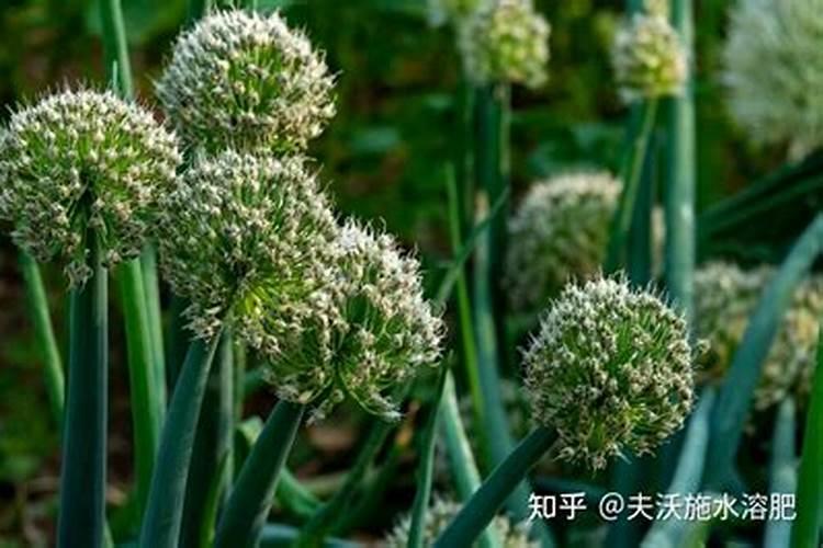 大葱用哪种水溶肥效果好？大葱根茎块膨大剂有哪些？