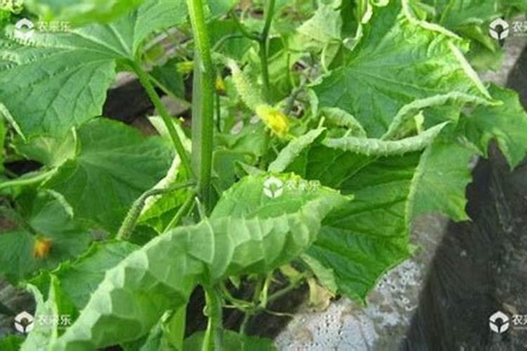 黄瓜增瓜灵药害用什么解