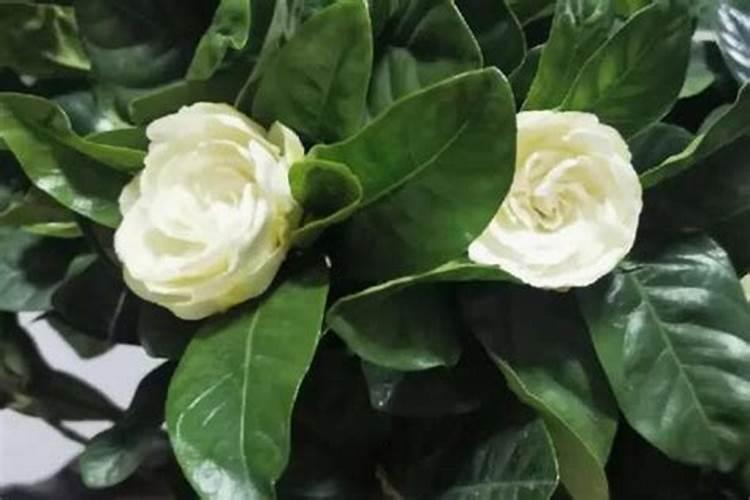 栀子花多久施肥一次 栀子花多久施肥一次介绍