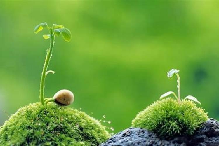 水培刺嫩芽要注意什么？