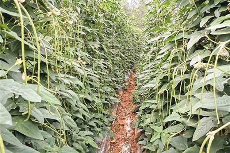 施肥过量豆角叶子会啥样子？