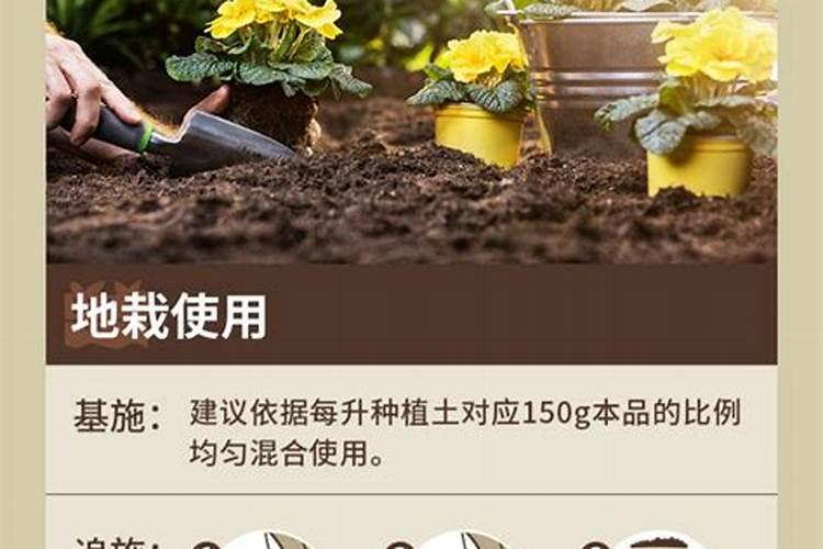 草莓苗盆栽种植方法