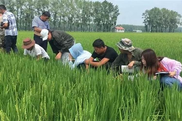 水稻硼肥的作用及使用方法