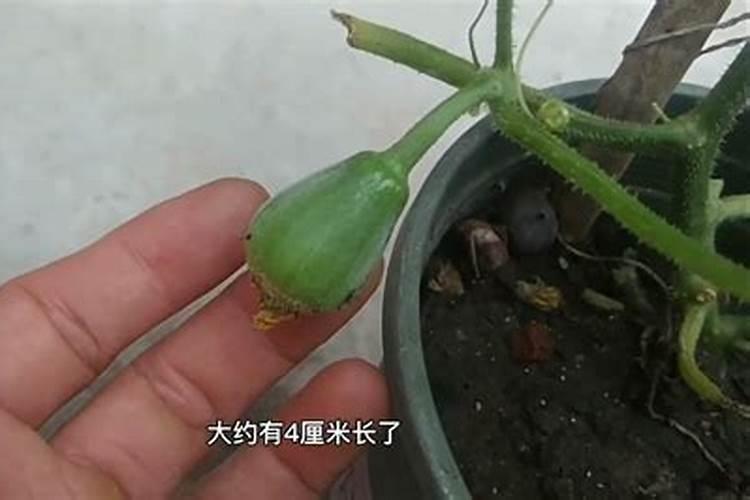 羊角蜜甜瓜能不能喷施叶面肥？