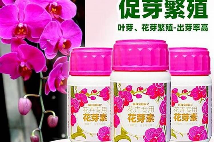 蝴蝶兰为什么会这样？