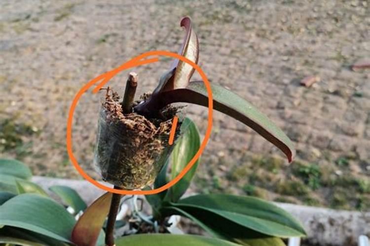 吡唑醚菌酯、苯醚甲环唑、三唑酮、己唑醇、芸苔素能一起打吗？