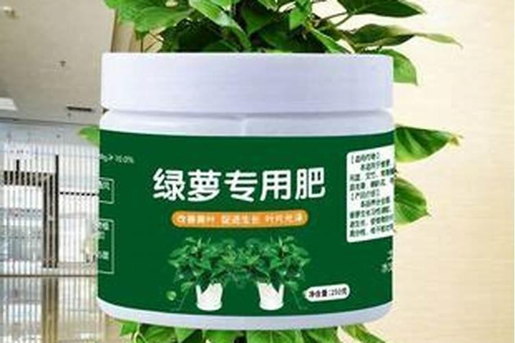 这花比绿萝还好养,摆客厅,名贵又有范儿!