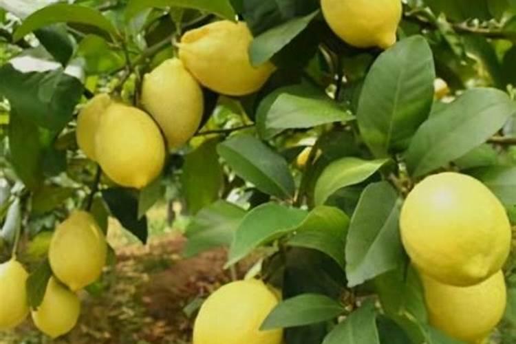 柠檬开花期间怎么施肥？