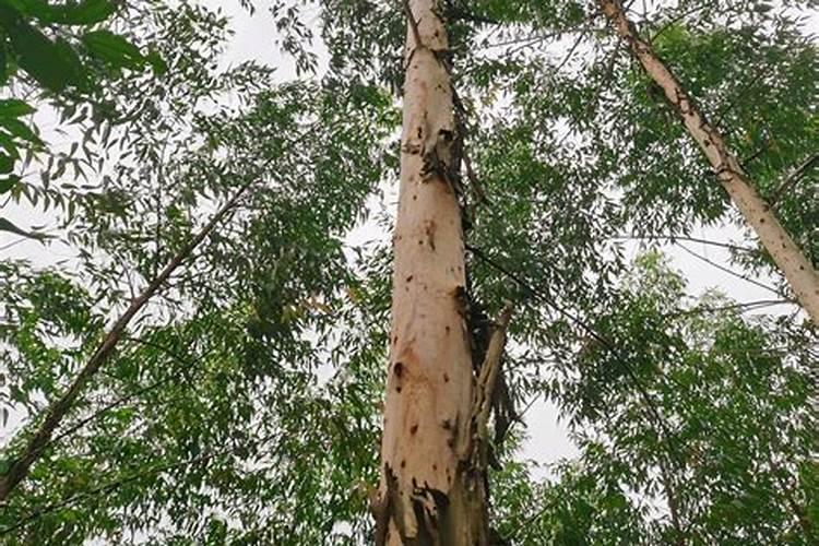 桉树最忌三种肥料