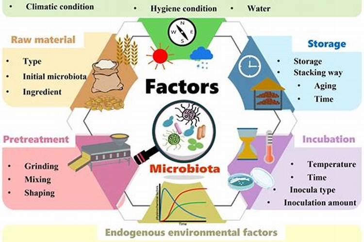 君子兰不开花怎么办