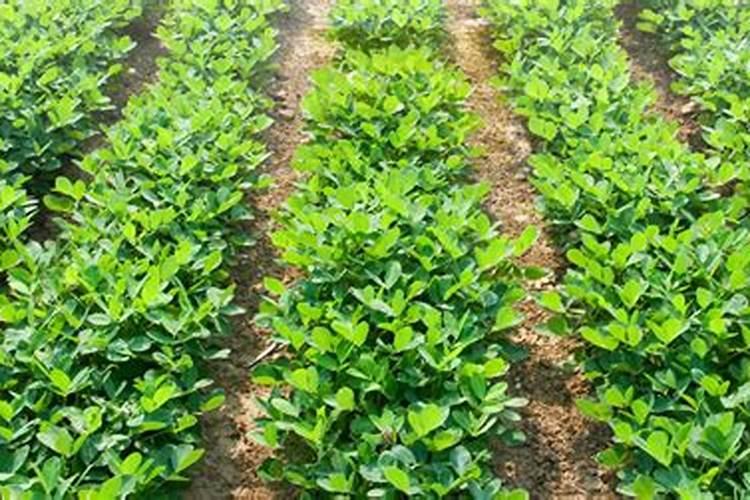 花生三遍药什么时候打呢？