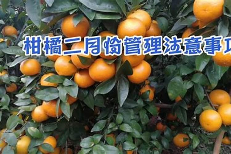 柑橘树什么时候施肥最好