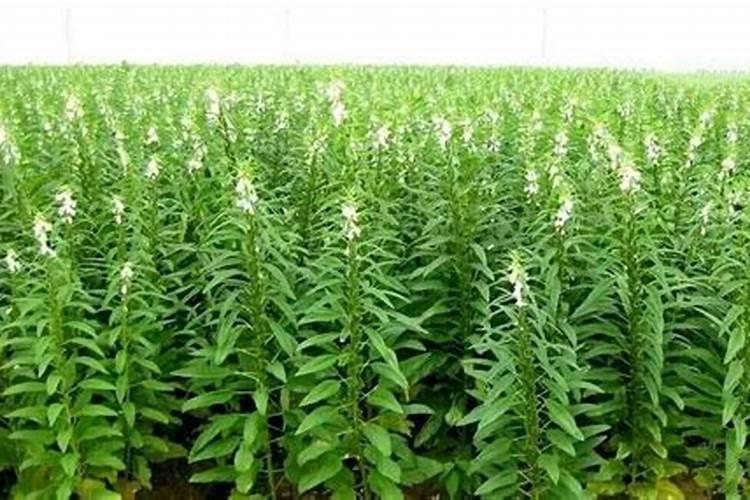 干旱时间段芝麻能喷施叶面肥吗