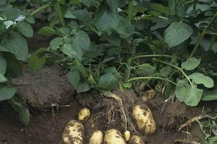 钾肥和硼肥哪个膨大块根效果明显