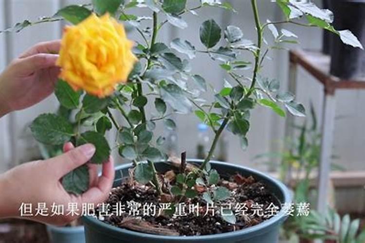 什么花用中微量元素肥