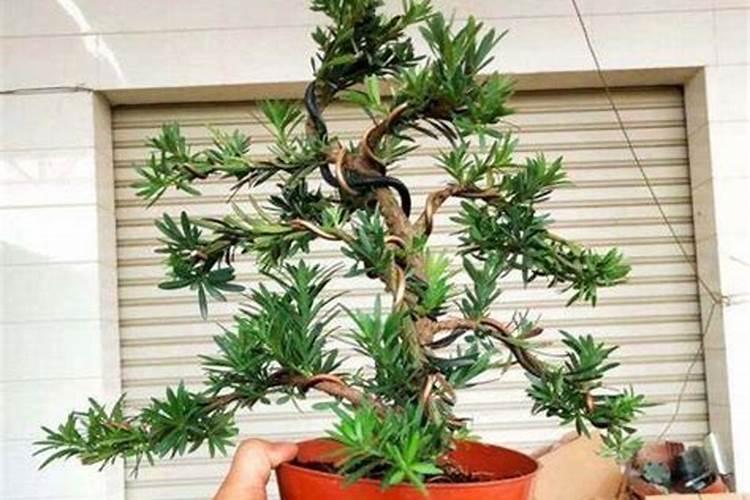 罗汉松矮化增粗,追施复合肥并喷洒矮壮素