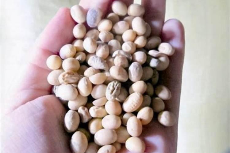 如何用黄豆自制花肥？