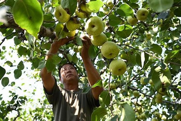 梨怎么用磷酸二氢钾施肥