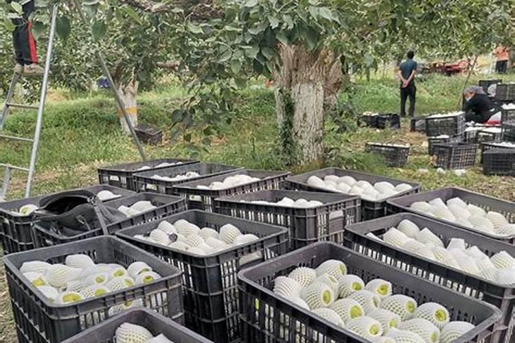 盆栽观赏梨树怎样进行施肥？