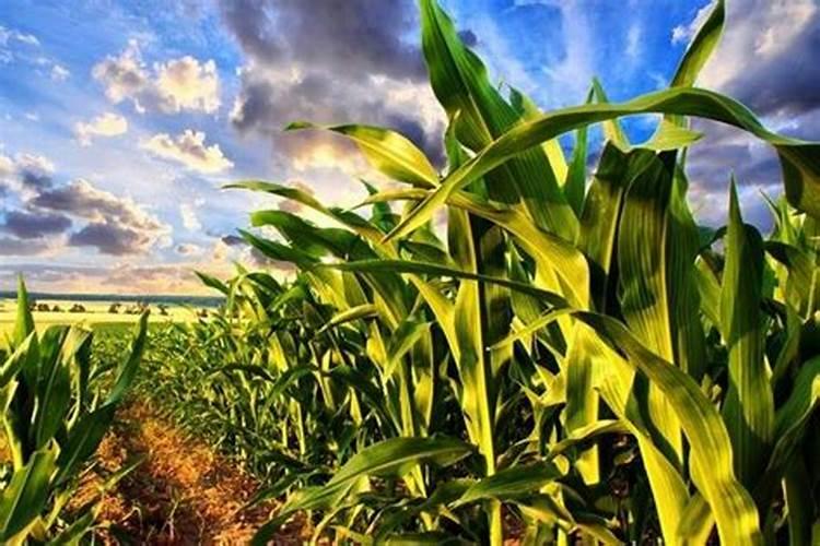 叶面肥在玉米多高的时候喷好？10多厘米高时可以喷吗？