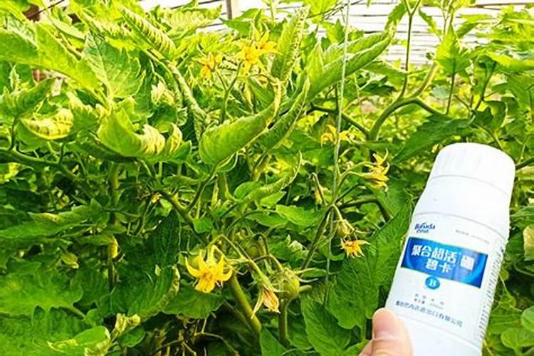 硼肥的用量、作用及使用方法