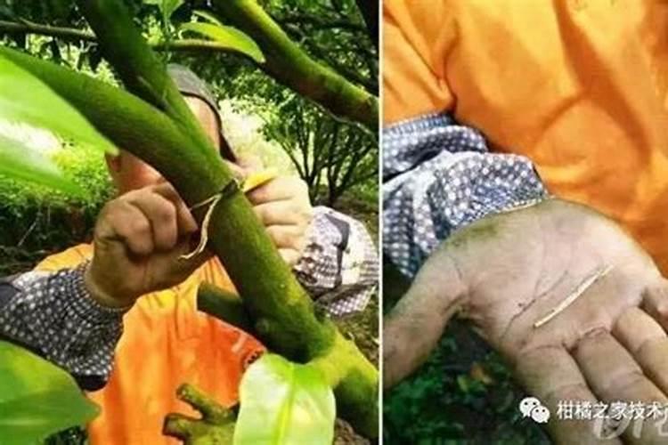 蜜柚在不同生长期如何施肥的？该注意什么？