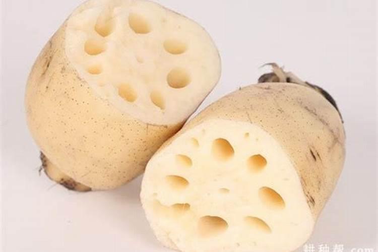 【俊辉】莲子种植的四季养护技术