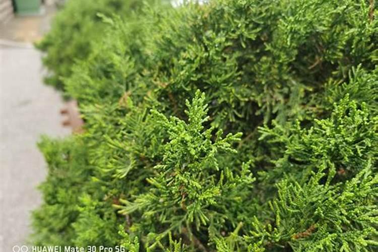 君子兰换土全用营养土可以吗