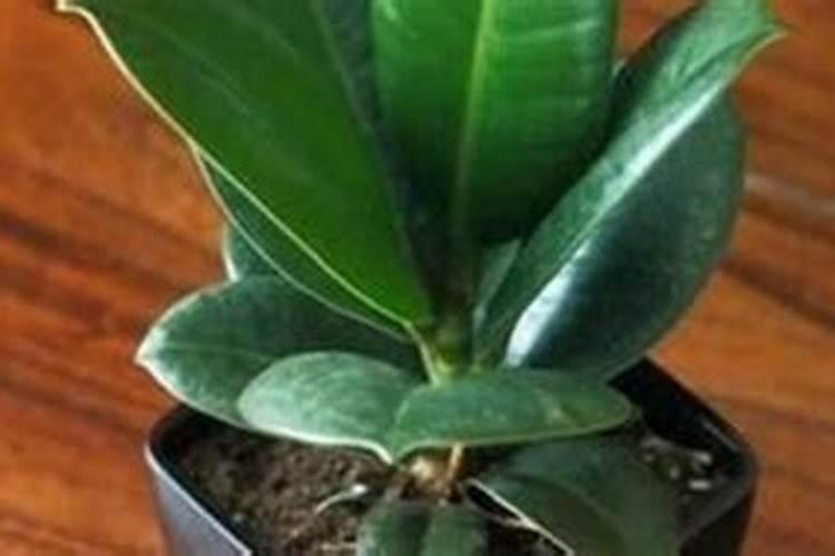 橡皮树用什么肥料好