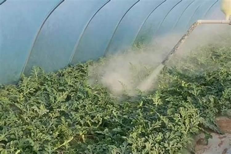 苹果树用磷酸二氢钾冲施多少浓度好