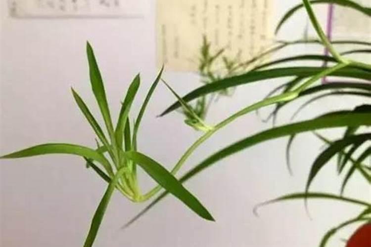 尿素可以浇吊兰吗