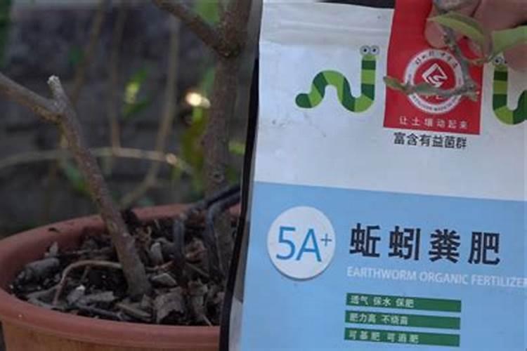 给葡萄施肥用蚯蚓粪肥效果怎么样