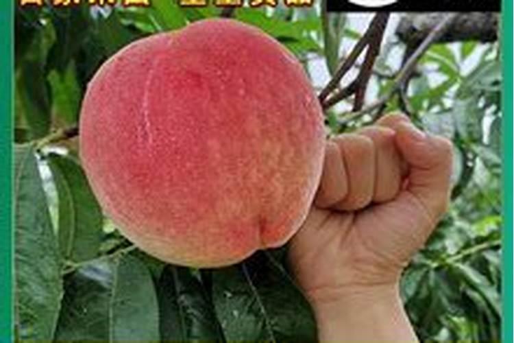 岩藻多糖哪个厂家生产的好