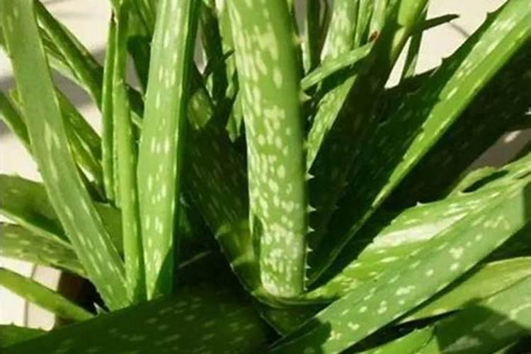 芦荟植物怎么养肥料(芦荟植物怎么养肥料？揭秘芦荟养护与施肥技巧...